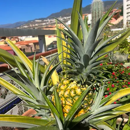 Ocean View Haven, Perla Del Mar דירה *