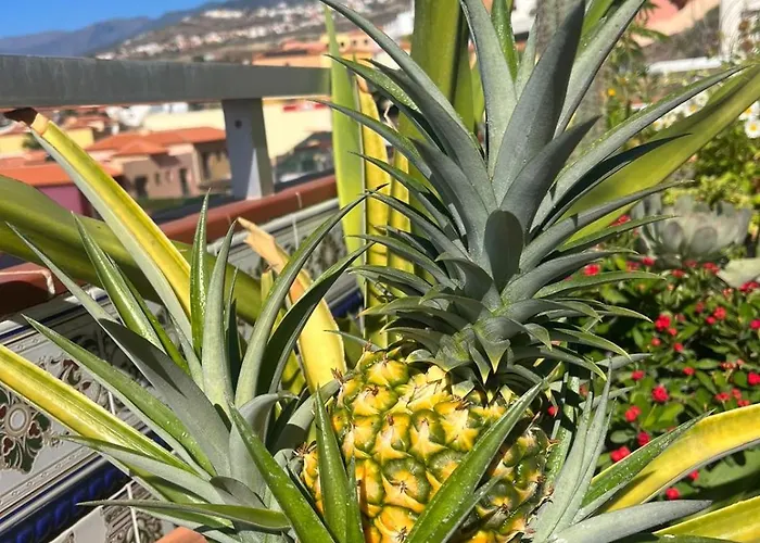 Ocean View Haven, Perla Del Mar Apartment *